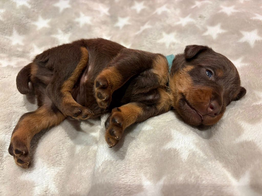Des Diables De La Colline - Terrier de chasse allemand - Portée née le 09/10/2025