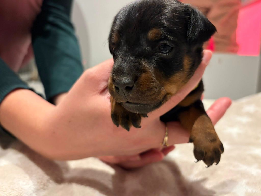 Des Diables De La Colline - Chiots disponibles - Terrier de chasse allemand